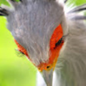 Meet your Posher, Insouciant